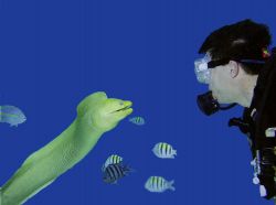 Psycho, a green moray eel in Grand Cayman. "We've got to ... by Trisha Urban 